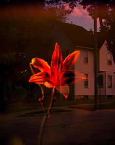 a red flower in front of a white house at night with the sun going down