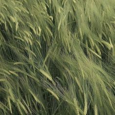 the tall grass is blowing in the wind