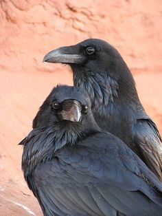 two black birds sitting next to each other