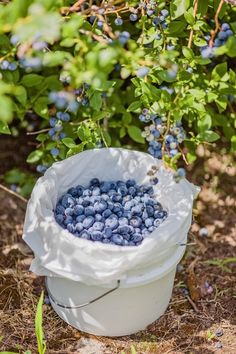 a bucket full of blueberries with the words how to grow buckets full of blueberries no matter where you live