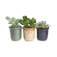 three small potted plants sitting next to each other