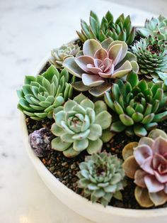 a white bowl filled with lots of green and pink succulents