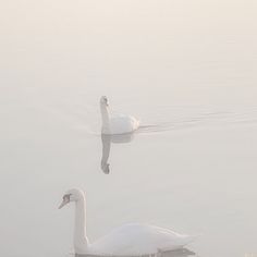 two white swans floating on top of a lake next to each other in the fog