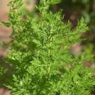 https://www.artennua.com/artemisia-annua/ Artemisia Annua, Thymus Vulgaris, Medicinal Plants, Parsley, Herbs, Plants, Nature