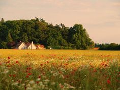 a large field full of red and white flowers next to a house with trees in the background