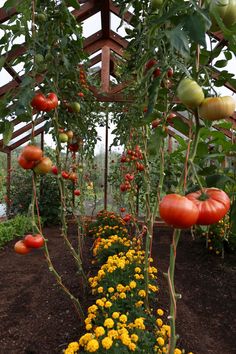 many tomatoes are growing on the vine in an open area with yellow and red flowers