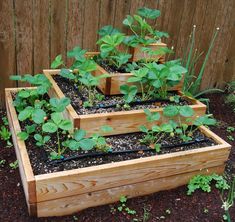 several wooden planters with plants growing in them