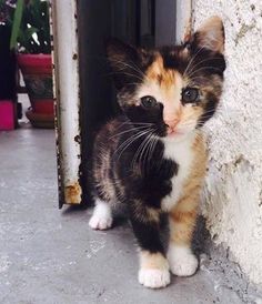 a small kitten standing next to a door and looking at the camera with an angry look on its face