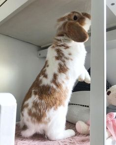 a brown and white rabbit standing on its hind legs