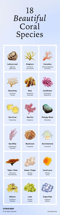 the poster shows different types of seaweed