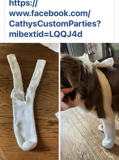 the dog is wearing a pair of socks