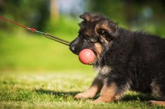 a dog with a ball in its mouth