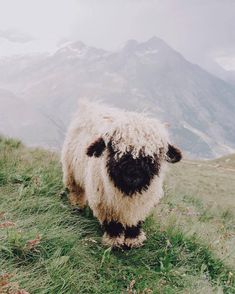 a black and white sheep standing on top of a grass covered hillside with mountains in the background