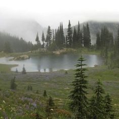 a small lake surrounded by trees in the middle of a field with wildflowers