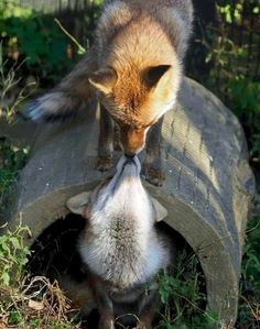 an orange and white fox sniffing at another animal