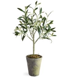 an olive tree in a pot on a white background