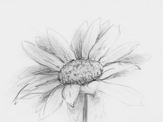 a pencil drawing of a flower on a white paper with watermarked image in the bottom right corner