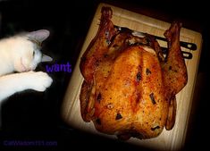 a cat laying next to a turkey on a cutting board with the caption, what is it?