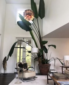 a living room filled with furniture and a large plant in the middle of the room