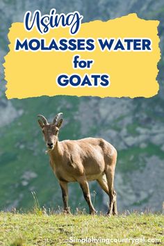 a goat with the words using molassses water for goats in front of it