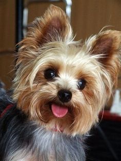 a small dog is looking at the camera with its tongue out and it's eyes wide open