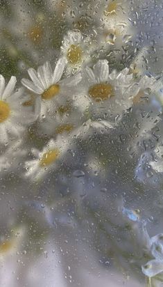 daisies are seen through the rain on a window