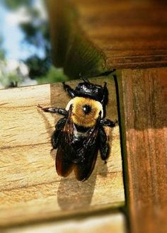 a close up of a bee on a wooden surface