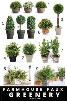 various potted plants and greenery are shown in this guide for beginners to learn how