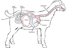 diagram of the dog's body and its major structures, including the digest system