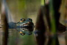 a frog sitting on top of a body of water next to tall grass and reeds