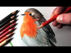 someone is drawing a bird with colored pencils