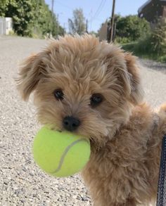 a small dog holding a tennis ball in its mouth