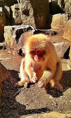 a monkey sitting on the ground with its mouth open