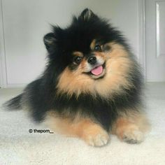 a small black and brown dog sitting on the floor