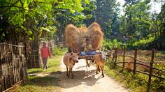 people are riding on a cart pulled by two cows down a dirt road with hay bales attached to the back