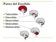 the brain and its structures are labeled in spanish