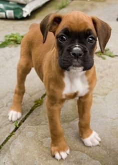 a brown and white puppy standing on top of a sidewalk