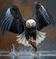 an eagle is holding a fish in it's talon as it lands on the water