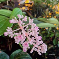 "Earphones in, music on, a peaceful walk with coffee in hand, soaking in the beauty of nature. It's my soul's perfect escape." #nature #walking #coffee