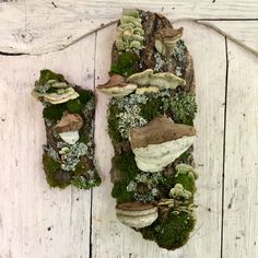 two pieces of wood with moss and mushrooms on them