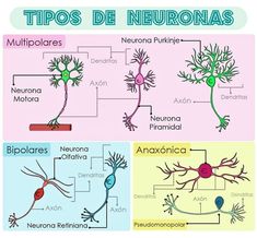 three different types of neurons and their functions in the human body are shown