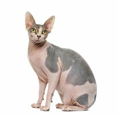 a hairless cat sitting in front of a white background