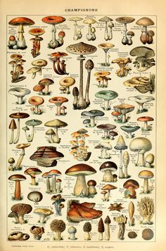 an old book with many different types of mushrooms