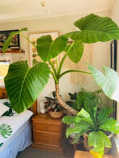 there is a large plant in the corner of this room with other plants on the table