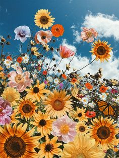 sunflowers, daisies and other flowers under a blue sky with a rainbow in the background