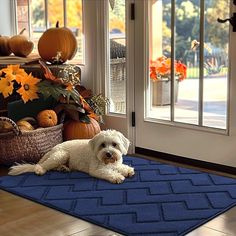 a white dog laying on a blue rug in front of a door with pumpkins