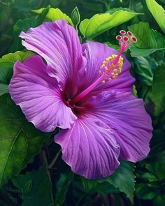 a purple flower with green leaves around it and a red stamen in the center