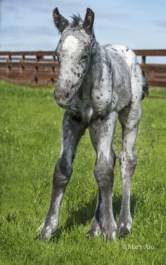 a gray and white horse standing on top of a lush green field