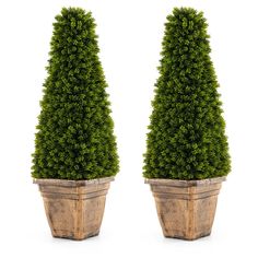 two large potted trees sitting next to each other