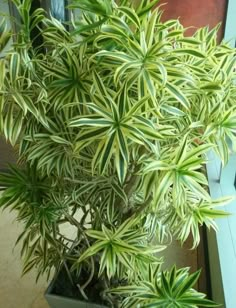 a potted plant sitting on top of a window sill next to a door